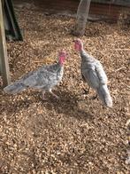 Kalkoenen, Dieren en Toebehoren, Geslacht onbekend, Kalkoen