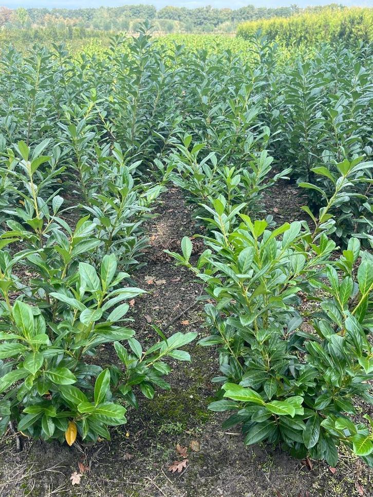 Prunus laurier novita genolia lusitanica angustifolia, Tuin en Terras, Planten | Struiken en Hagen, Haag, Laurier, Ophalen
