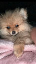 Mooie pomeriaan pup teef, Parvo, 15 weken tot 1 jaar, Overige rassen, Teef
