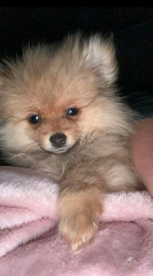 Mooie pomeriaan pup teef, Dieren en Toebehoren, Honden | Poolhonden, Keeshonden en Oertypen, Teef, Overige rassen, Particulier