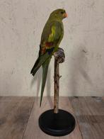 Opgezette Bergparkiet, Ophalen of Verzenden, Nieuw, Vogel, Opgezet dier