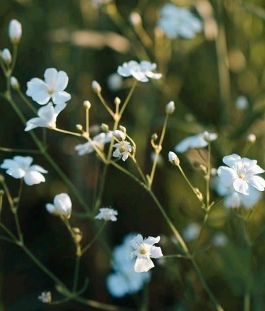Zaden gipskruid wit - Gypsophila elegans, Tuin en Terras, Planten | Tuinplanten, Overige soorten, Volle zon, Zomer, Verzenden