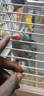 Jonge halspand parkieten 2025, Dieren en Toebehoren, Vogels | Parkieten en Papegaaien, Meerdere dieren, Parkiet, Tam