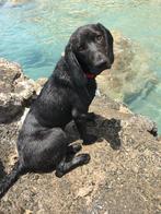 Liki verblijft in Cyprus, Particulier, Rabiës (hondsdolheid), 15 weken tot 1 jaar, Buitenland