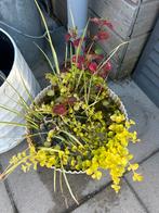 Waterplanten, Tuin en Terras, Ophalen of Verzenden, Zomer, Volle zon
