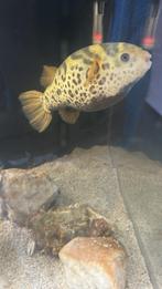 Puffervis brakwater, Vis