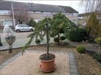 planten bomen Japanse boom cedrus japanse tuin groenblijvend, Tuin en Terras, Planten | Bomen, Overige soorten, 100 tot 250 cm
