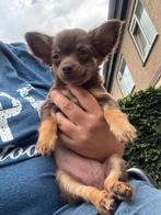 Chihuahua Puppy choco tan teefje langhaar, Dieren en Toebehoren, Honden | Chihuahua's en Gezelschapshonden, Rabiës (hondsdolheid)