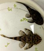L168 Dekeyseria picta 'Rio Negro' - wildvang, Dieren en Toebehoren, Vissen | Aquariumvissen, Vis, Zoetwatervis