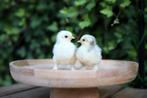 🐣 Cochin kriel eendagskuikens 🐣, Dieren en Toebehoren, Pluimvee, Geslacht onbekend, Kip