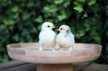 🐣 Cochin kriel eendagskuikens 🐣 beschikbaar voor biedingen