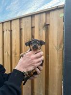 Chihuahua pups, Dieren en Toebehoren, Honden | Chihuahua's en Gezelschapshonden, Overige rassen, Meerdere dieren, Eén hond, Nederland
