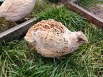 Japanse kwartel hennetje, Dieren en Toebehoren, Pluimvee, Vrouwelijk, Overige soorten