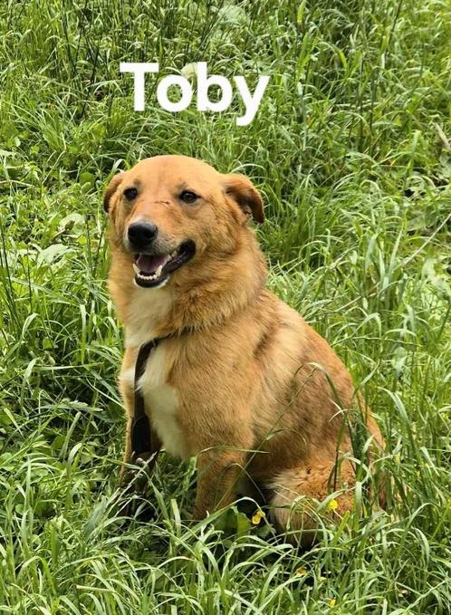 Toby op zoek naar een lief baasje, Dieren en Toebehoren, Honden | Niet-rashonden, Middel, Reu, Particulier, Eén hond, Buitenland
