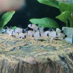 Corydoras panda, Dieren en Toebehoren, Vissen | Aquariumvissen