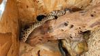 westerse haakneusslang, heterodon nasicus, man, Dieren en Toebehoren, Slang, Tam, 3 tot 6 jaar