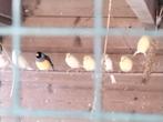 Te koop gouldamadines, Dieren en Toebehoren, Vogels | Overige Vogels, Meerdere dieren, Tropenvogel