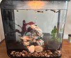 Biorb aquarium 30L, Dieren en Toebehoren, Vissen | Aquaria en Toebehoren, Ophalen, Zo goed als nieuw, Gevuld zoetwateraquarium