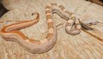 VPI Sunglow motley boa imperator, Dieren en Toebehoren, Reptielen en Amfibieën, Slang, Tam, 0 tot 2 jaar