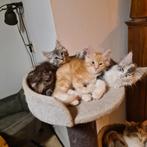 Maine Coon kittens, Meerdere dieren, Gechipt, 0 tot 2 jaar
