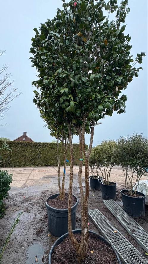Meerstammige camellia japonica groenblijvende heester, Tuin en Terras, Planten | Bomen, Overige soorten, Winter, Ophalen of Verzenden