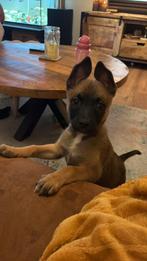 Stafford / Herder pup, CDV (hondenziekte), 8 tot 15 weken, Teef, Eén hond