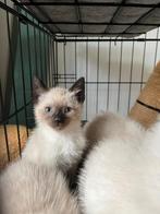 Siamese kittens, Poes, Gechipt