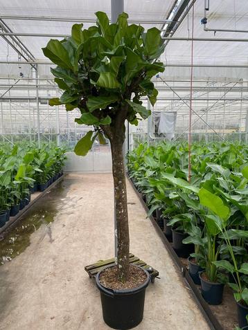 Grote ficus lyrata / tabaksplant dikke stam 250cm beschikbaar voor biedingen