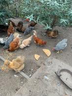 Amrock haan groot ras, Dieren en Toebehoren, Pluimvee, Mannelijk, Kip