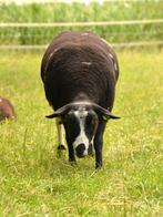 Bonte ooi, Dieren en Toebehoren, Schapen, Geiten en Varkens, Vrouwelijk, Schaap, 0 tot 2 jaar