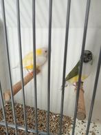 Te koop diverse tropische vogels, Dieren en Toebehoren, Vogels | Overige Vogels, Meerdere dieren, Geringd