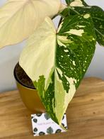 Philodendron Gloriosum Tricolor Variegata - Zeldzame Plante, Huis en Inrichting, Kamerplanten, Ophalen of Verzenden, Halfschaduw