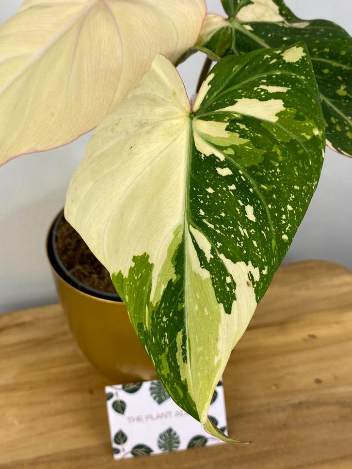 Philodendron Gloriosum Tricolor Variegata - Zeldzame Plante, Huis en Inrichting, Kamerplanten, Minder dan 100 cm, Halfschaduw