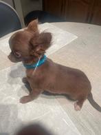 Chihuahua-pups mooi echte mini raszuiver zeer mooi kleintjes, Dieren en Toebehoren, Honden | Chihuahua's en Gezelschapshonden