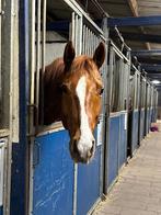 Nuchtere en speelse 6 jarige ruin, Dieren en Toebehoren, B, Ruin, 3 tot 6 jaar, Gechipt