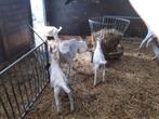 Geitje en 2 bokkies, Dieren en Toebehoren, Schapen, Geiten en Varkens, Vrouwelijk, Geit