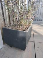 Bloembak 60/60, Tuin en Terras, Ophalen, Zo goed als nieuw, Minder dan 60 cm