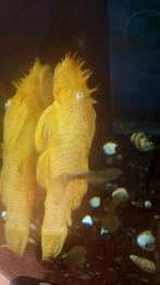 Ancistrus albino, Dieren en Toebehoren, Vis