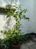 Sinaasappelboom 1,5m incl. pot, Tuin en Terras, Planten | Bomen, 100 tot 250 cm, Volle zon, In pot, Overige soorten