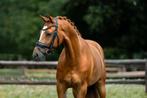 Talentvolle knappe 6 jarige allrounder ruin, Dieren en Toebehoren, Pony's, Ruin