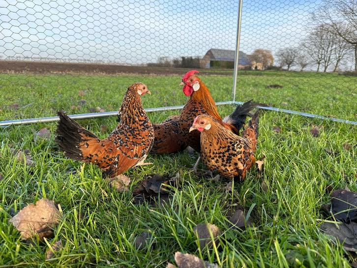 Jonge tamme Java krielkippen gesekst en ingeënt, Dieren en Toebehoren, Pluimvee, Kip, Vrouwelijk