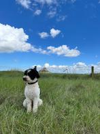 Lieve Aussiedoodle Sammie zoekt een actief mede baasje, Rabiës (hondsdolheid), Reu, Eén hond, Nederland