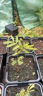 Desmanthus illinoensis - prairie mimosa planten, Ophalen of Verzenden, Zomer, Overige soorten, Volle zon