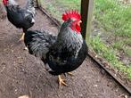 Te Koop mooie hanen lief en kleurrijk, zilver gezoomd, Mannelijk, Kip