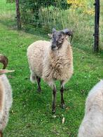 Drents heideschaap ram lam van maart dit jaar., Dieren en Toebehoren, Schapen, Geiten en Varkens, Mannelijk, Schaap