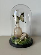 Graphium Antiphates vlinder, Antiek en Kunst, Ophalen