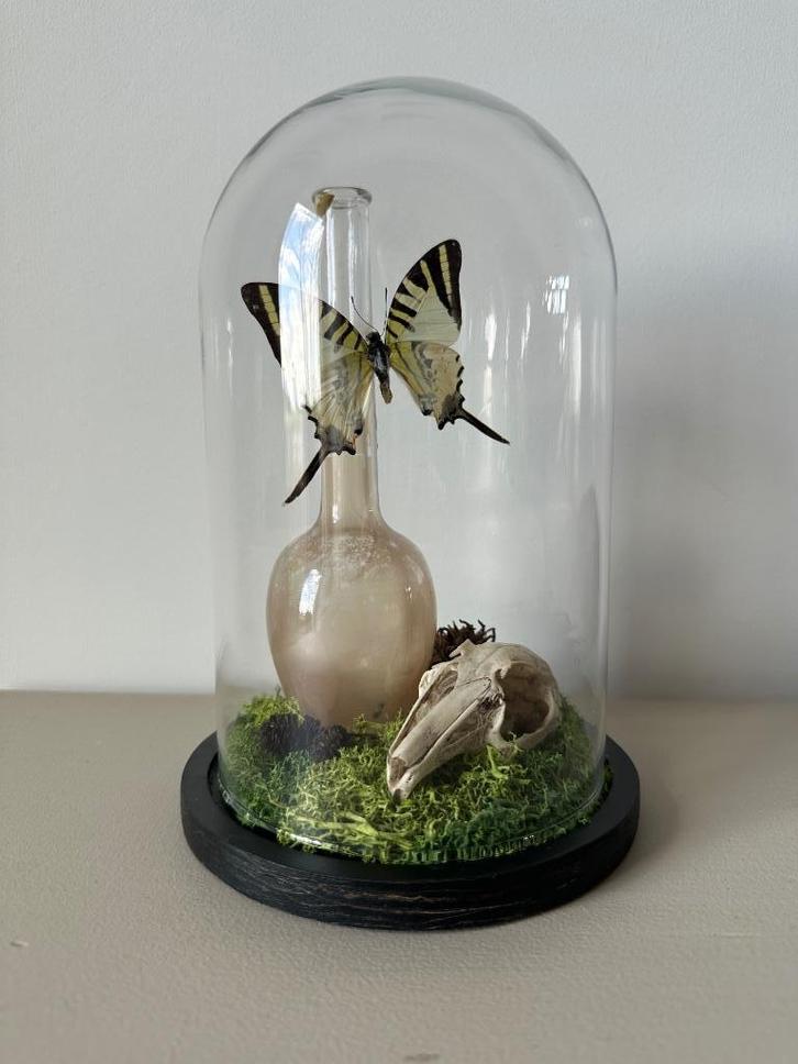 Graphium Antiphates vlinder, Antiek en Kunst, Curiosa en Brocante, Ophalen