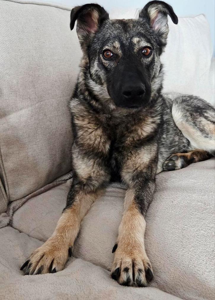 Lieve   F i o n a    ♀️    ter adoptie, Dieren en Toebehoren, Honden | Niet-rashonden, Middel, Teef, Particulier, Eén hond, Buitenland