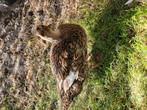 Kleine eend vrouwtje, Dieren en Toebehoren, Pluimvee, Vrouwelijk, Eend
