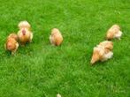 Cochin krielhaan buff gezocht, Dieren en Toebehoren, Mannelijk, Wildzangvogel